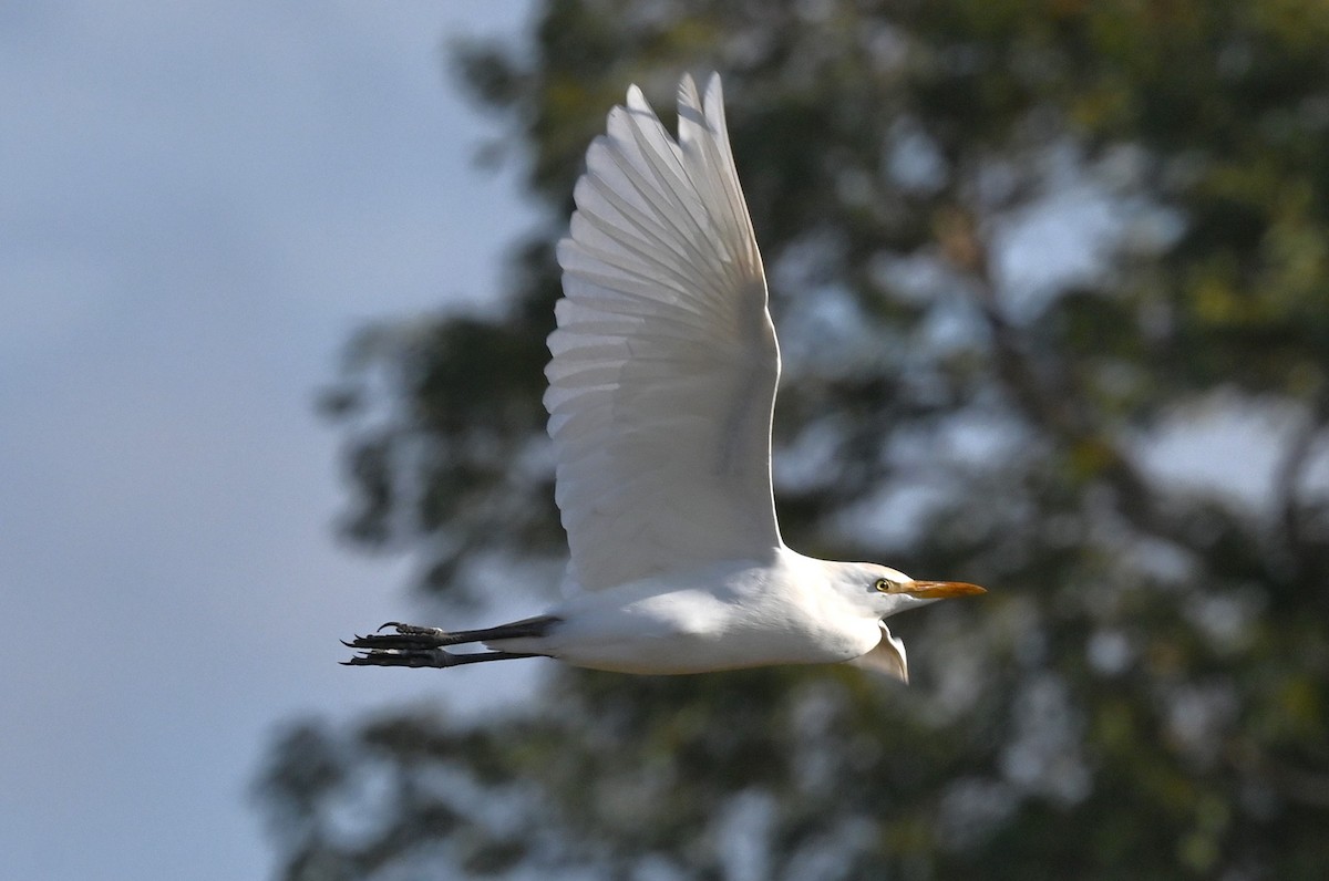 Western Cattle-Egret - ML645652990