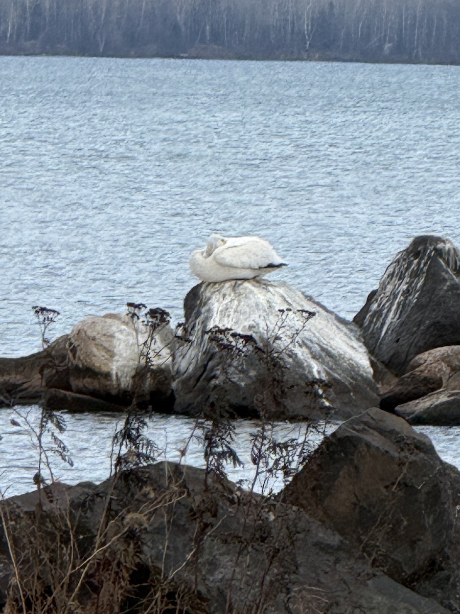 American White Pelican - ML645652993