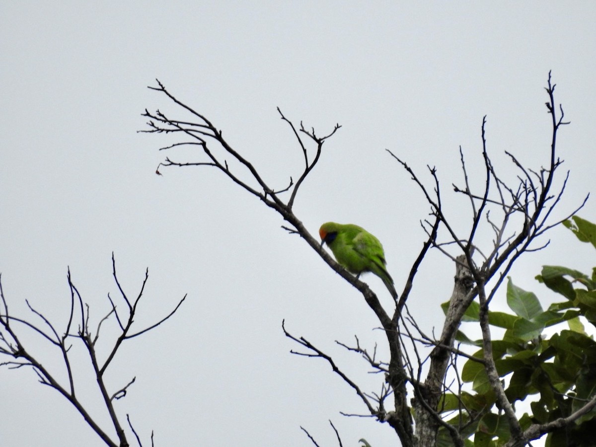 gyllenpannebladfugl - ML645652995