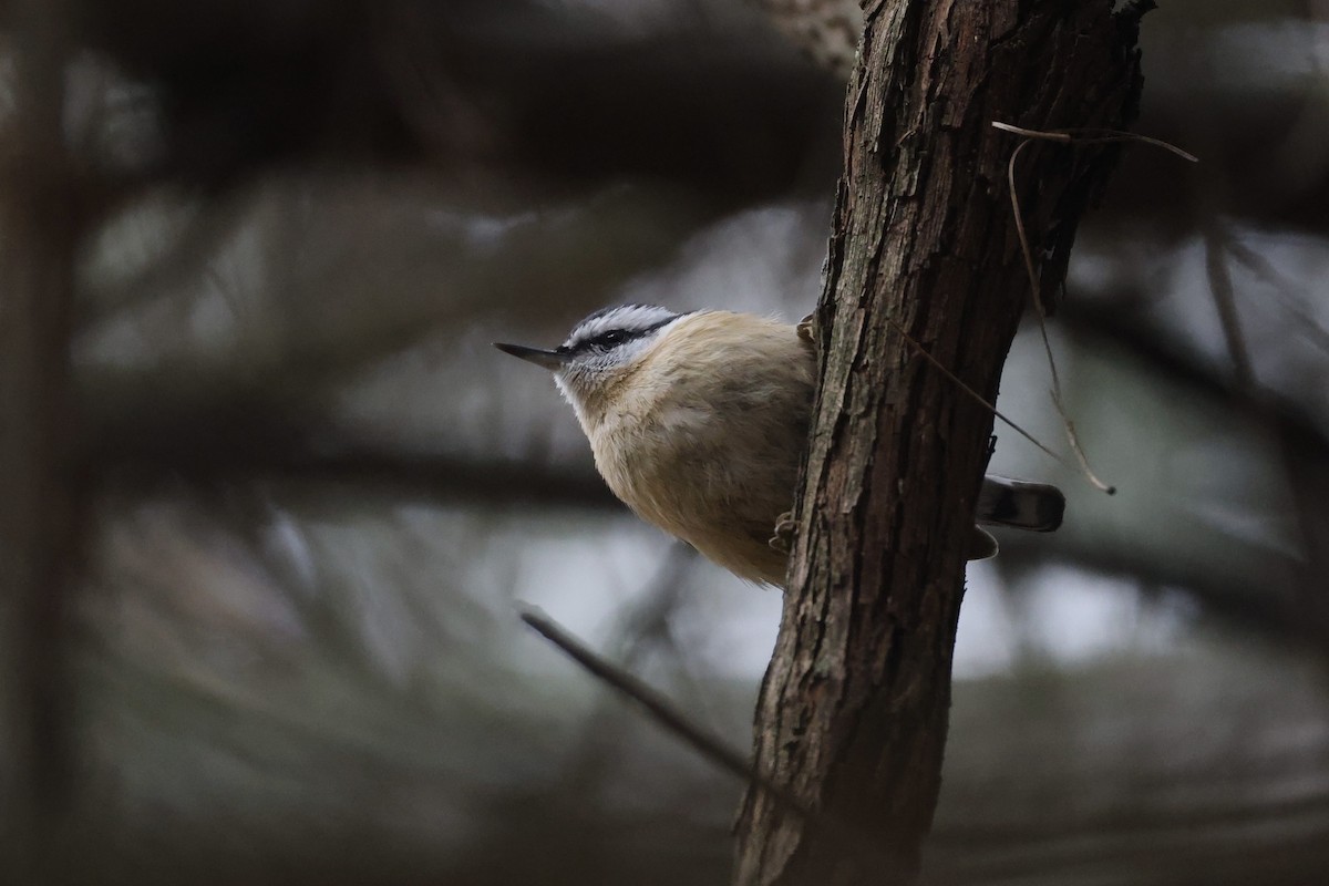 brhlík americký - ML645652997