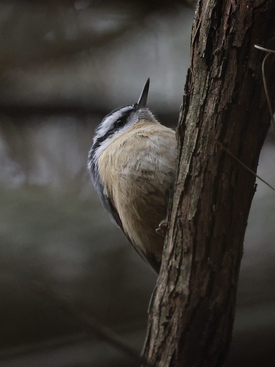 brhlík americký - ML645652998