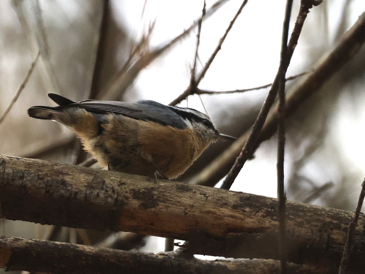 brhlík americký - ML645653000