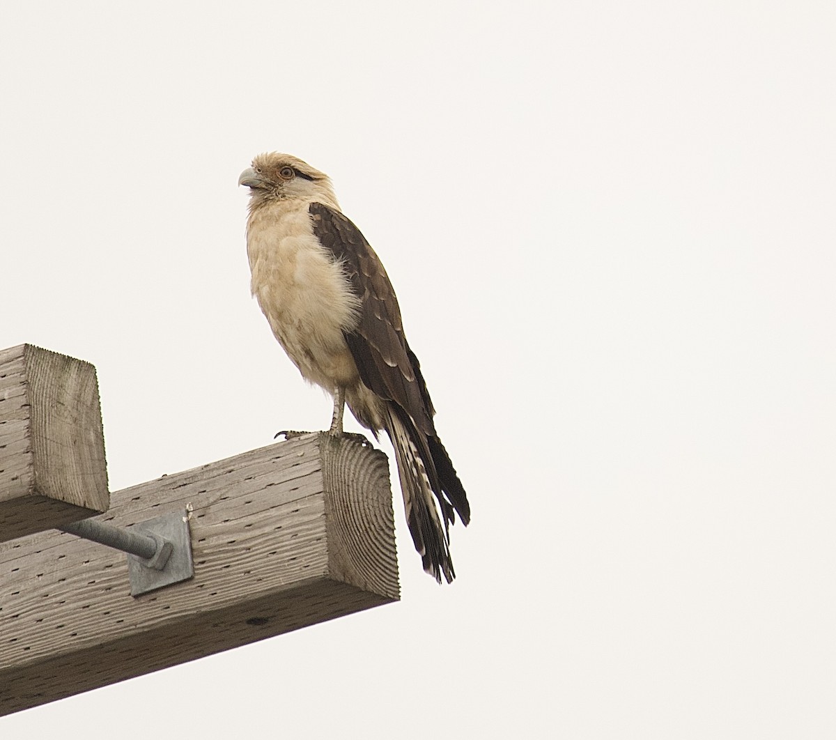 Yellow-headed Caracara - ML645653004