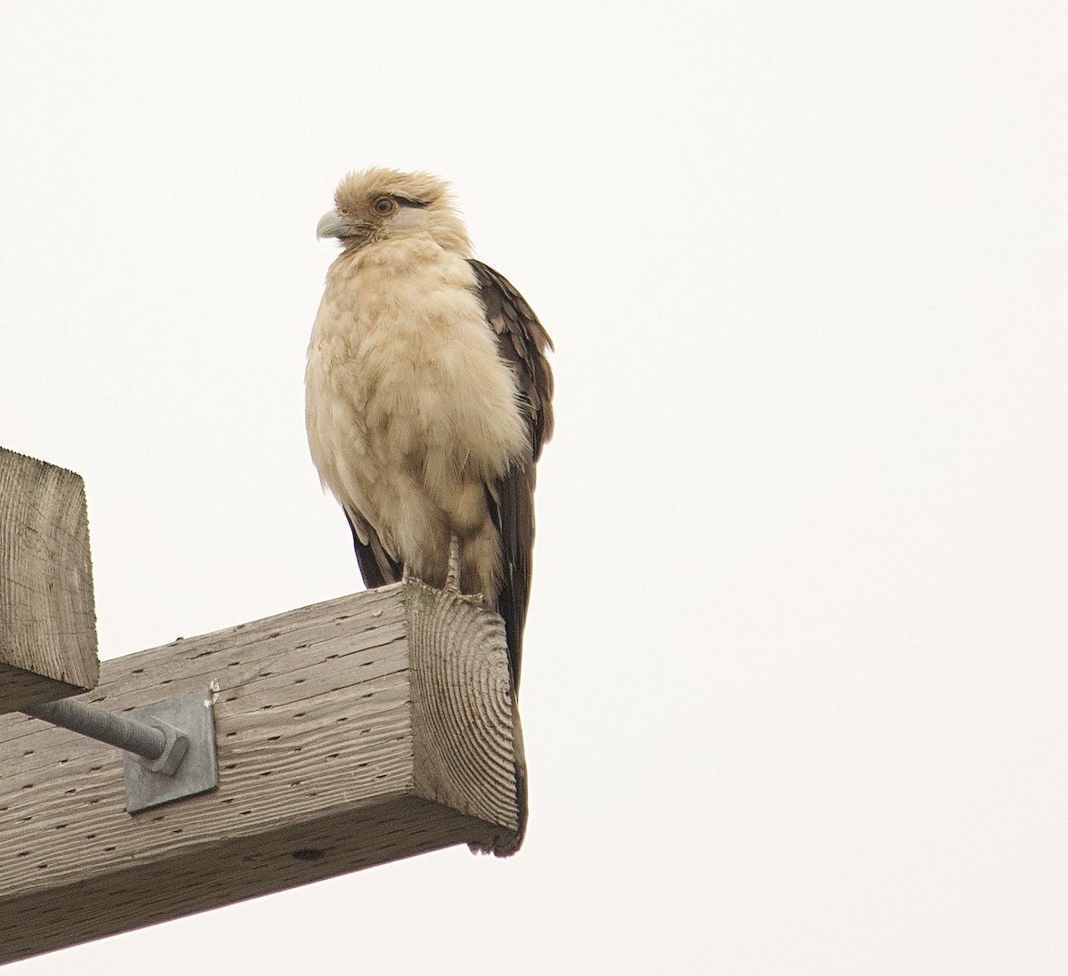 Yellow-headed Caracara - ML645653006