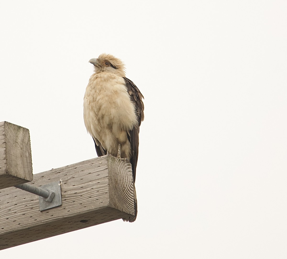 Yellow-headed Caracara - ML645653007