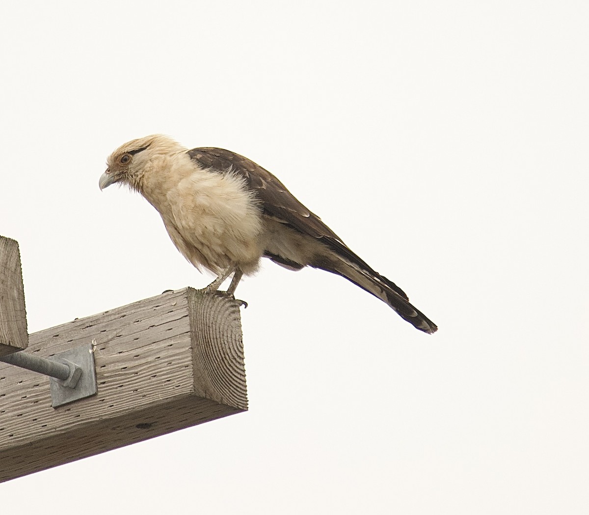 Yellow-headed Caracara - ML645653009