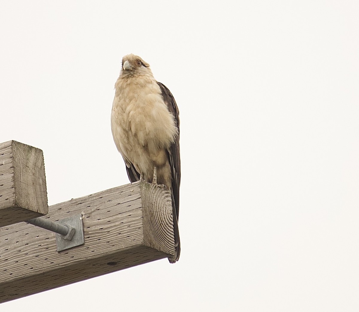 Yellow-headed Caracara - ML645653011
