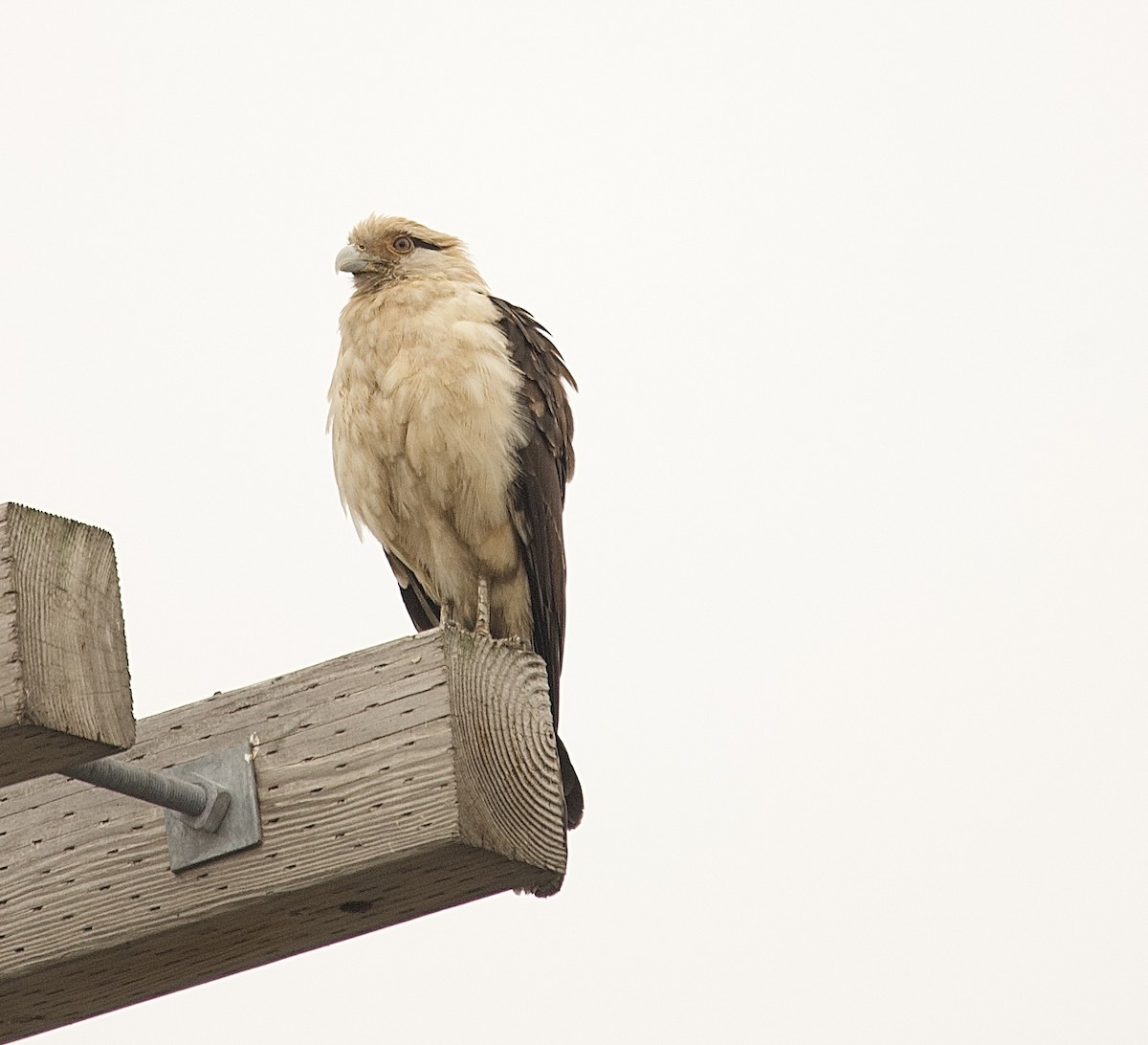 Yellow-headed Caracara - ML645653012