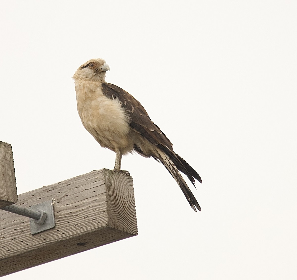 Yellow-headed Caracara - ML645653014