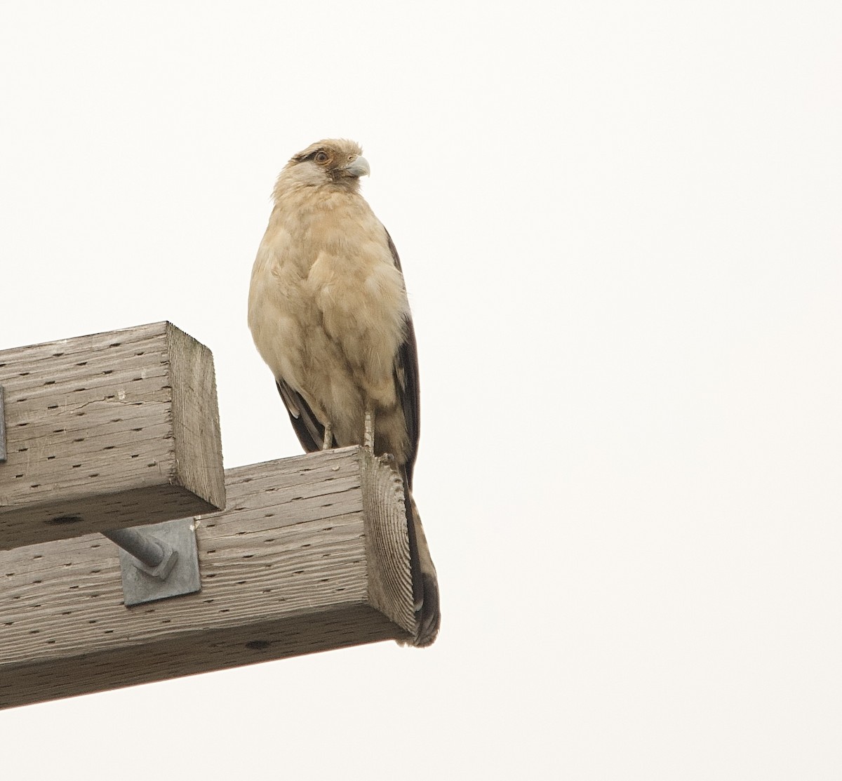 Yellow-headed Caracara - ML645653015