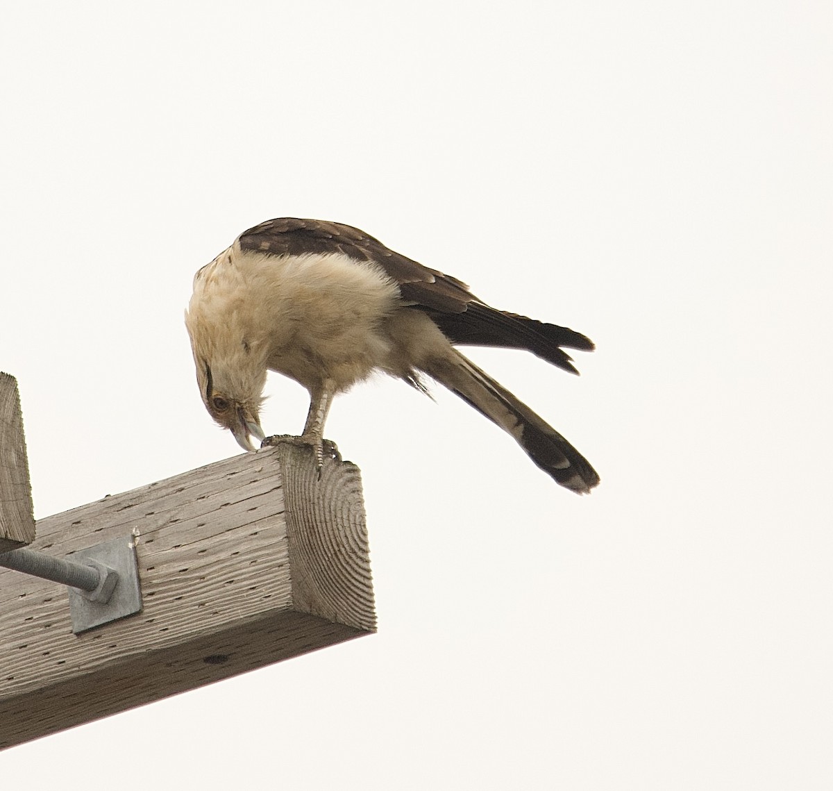 Yellow-headed Caracara - ML645653016