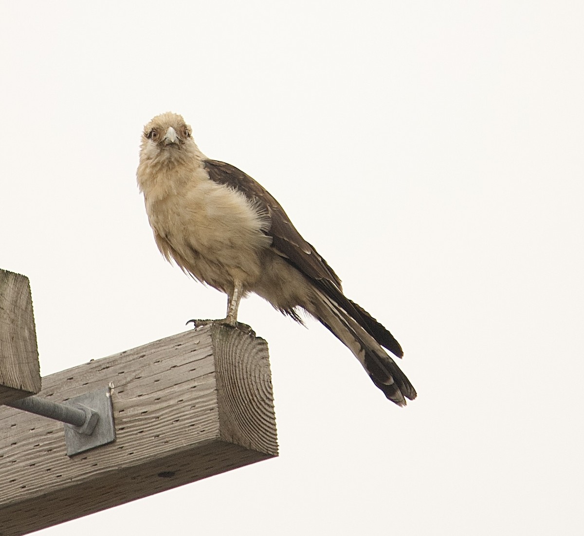 Yellow-headed Caracara - ML645653017