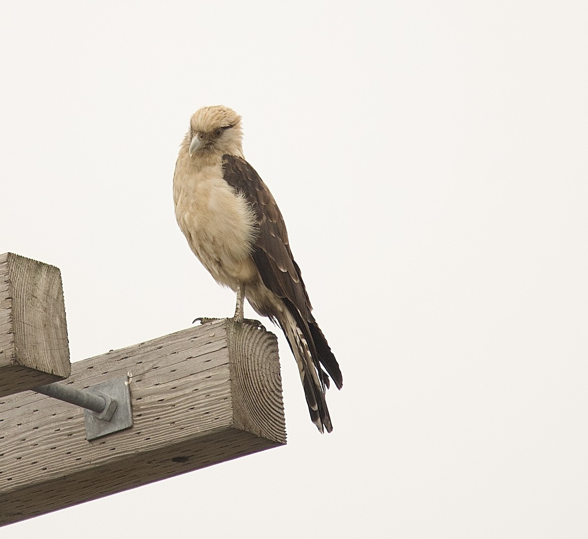 Yellow-headed Caracara - ML645653018