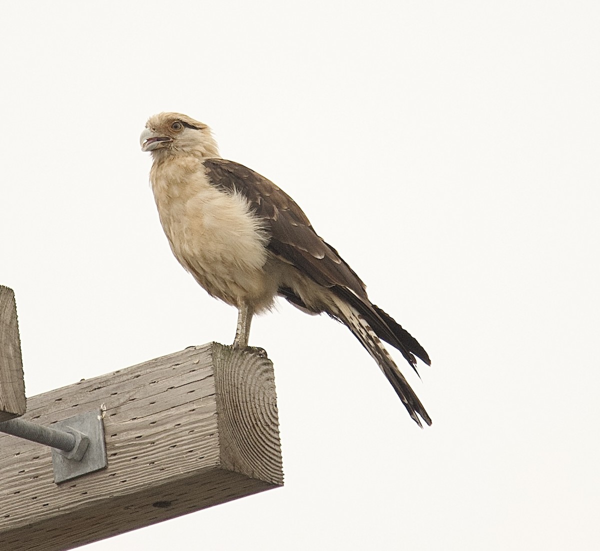 Yellow-headed Caracara - ML645653019