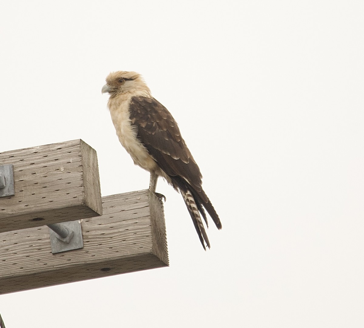 Yellow-headed Caracara - ML645653020