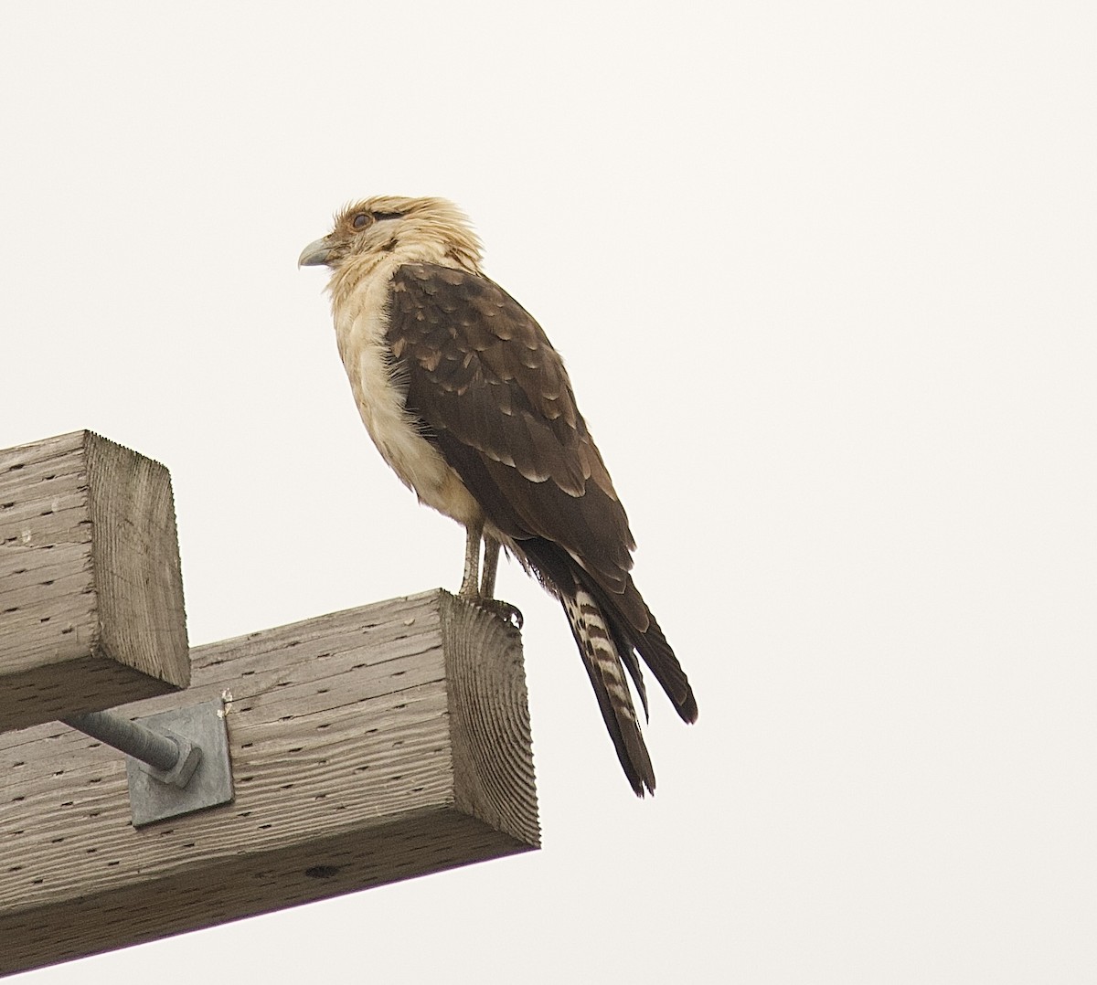 Yellow-headed Caracara - ML645653021