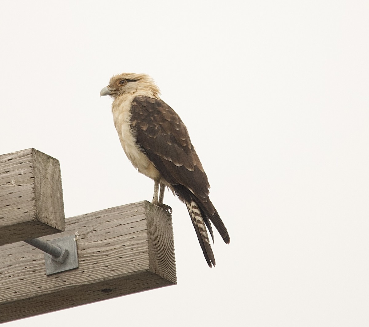Yellow-headed Caracara - ML645653022