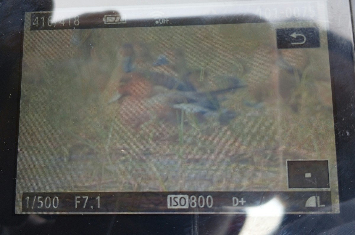 Eurasian Wigeon - ML645653023