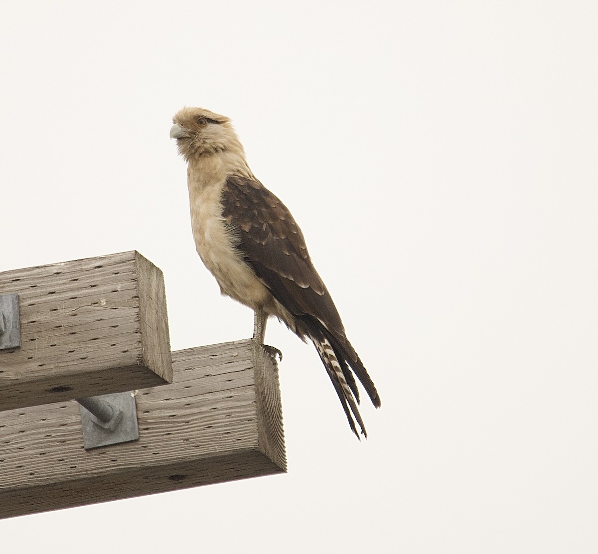 Yellow-headed Caracara - ML645653024