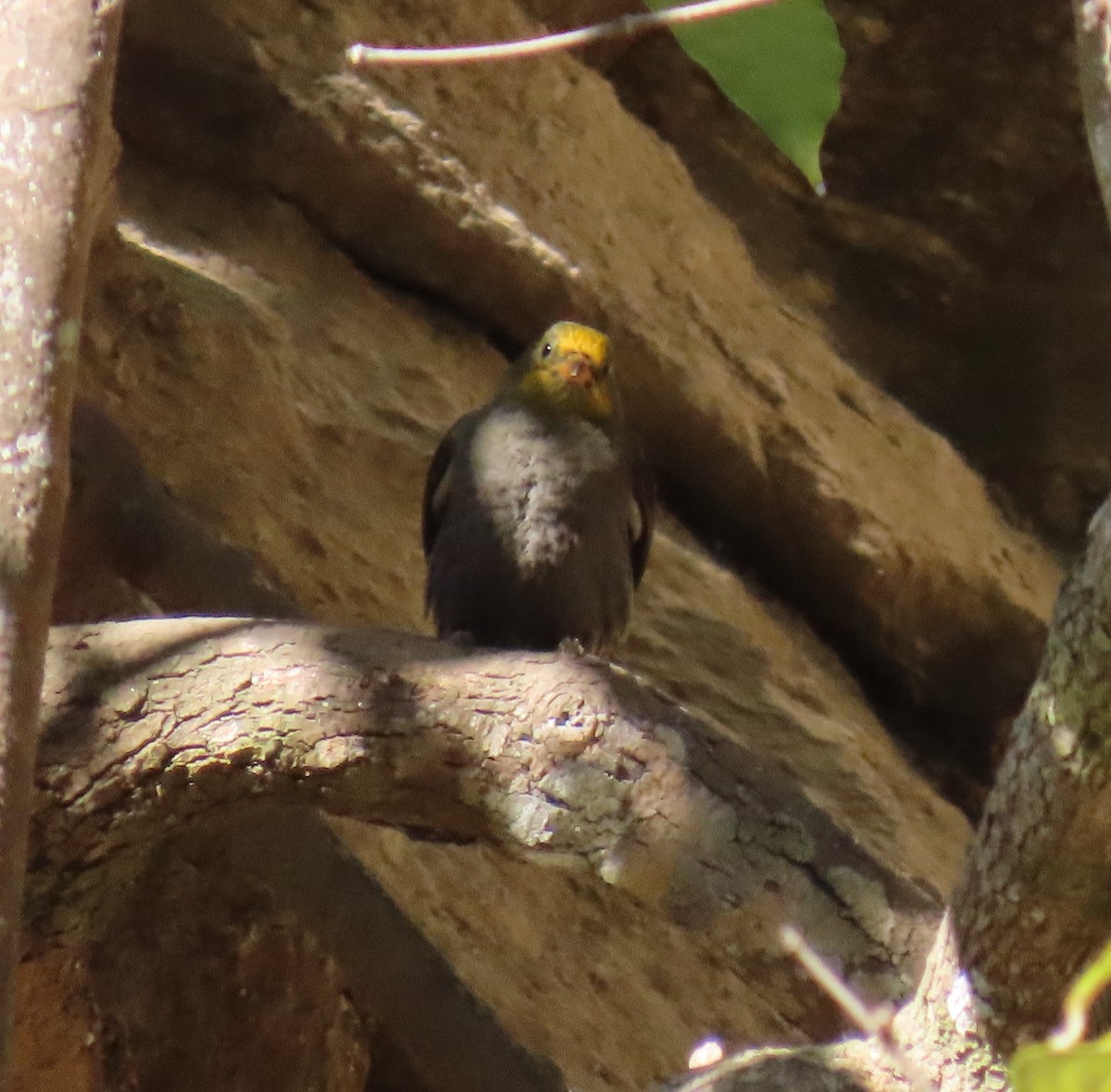 Yellow-rumped Honeyguide - ML645653026