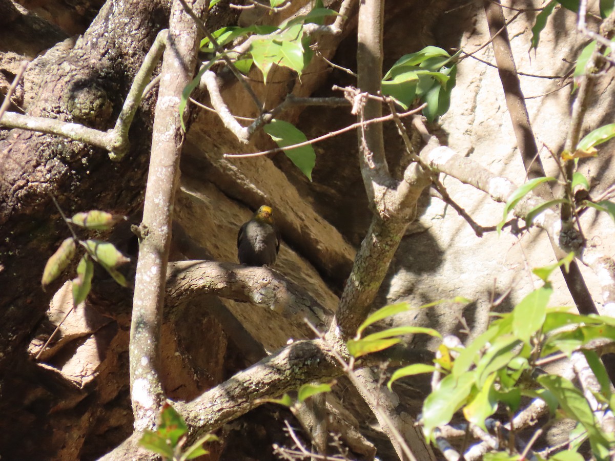 Yellow-rumped Honeyguide - ML645653027