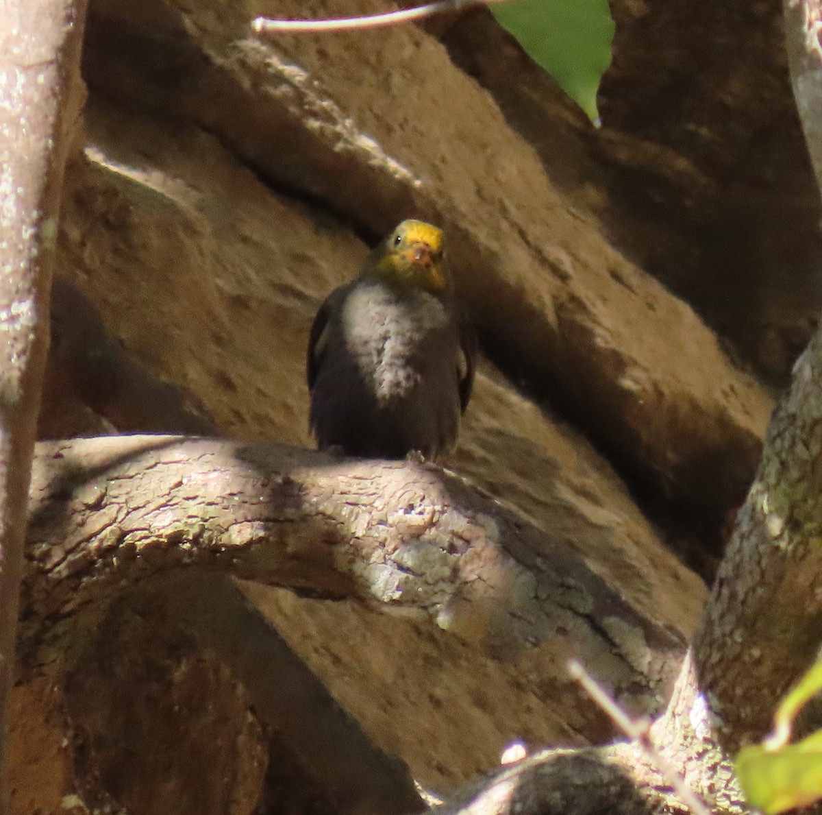Yellow-rumped Honeyguide - ML645653028