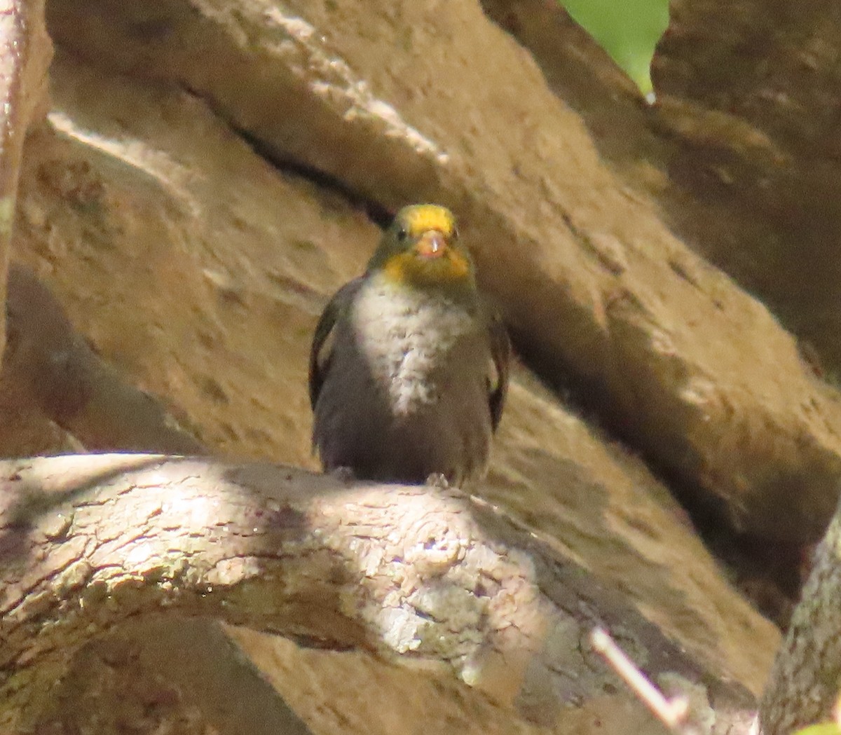 Yellow-rumped Honeyguide - ML645653029