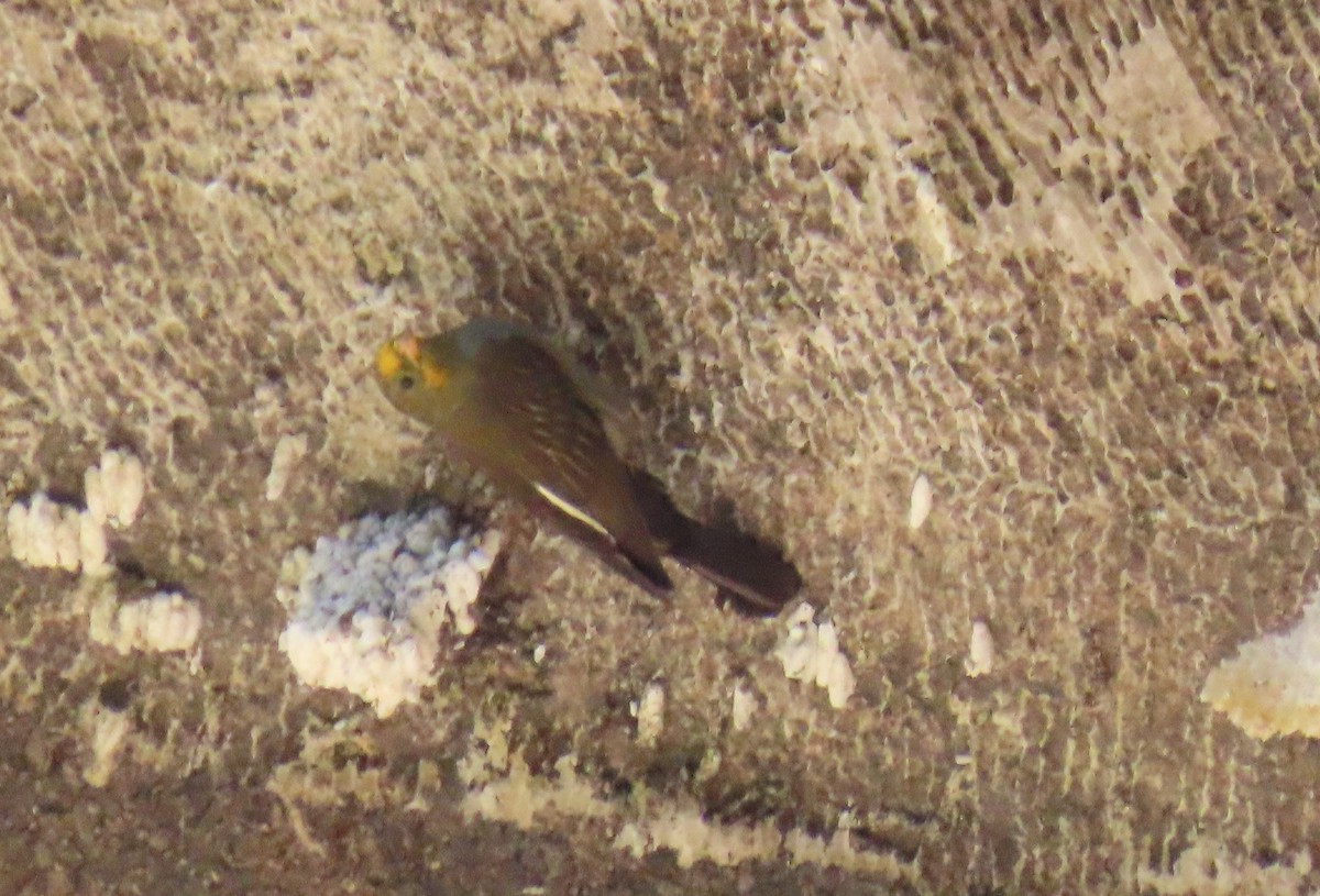Yellow-rumped Honeyguide - ML645653030