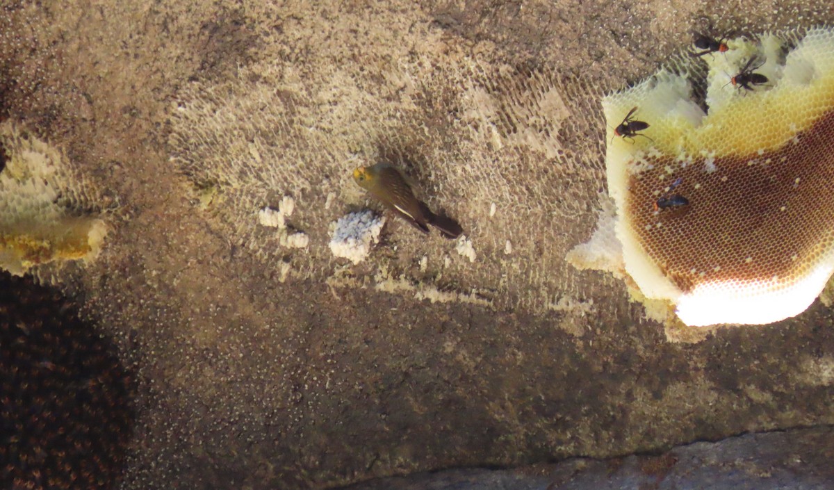 Yellow-rumped Honeyguide - ML645653031