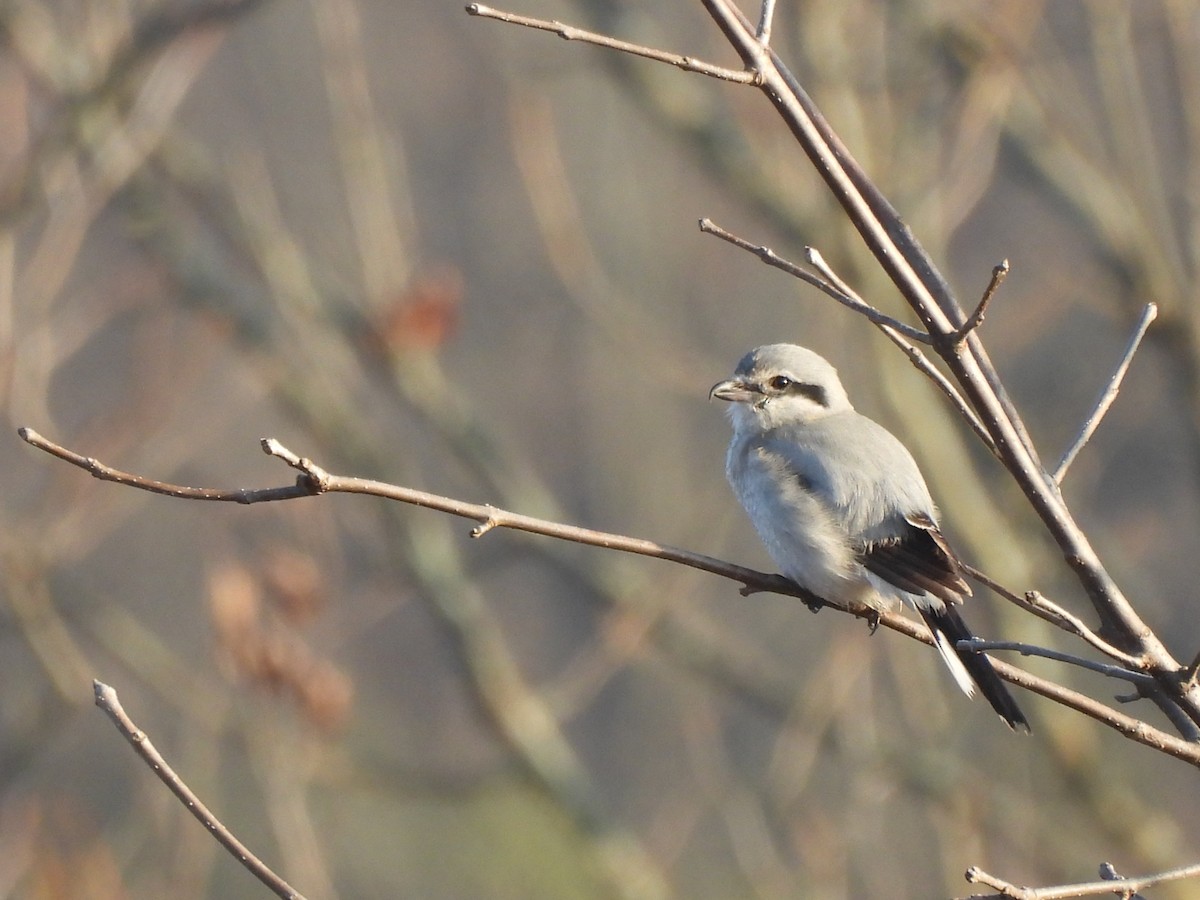 Northern Shrike - ML645653038