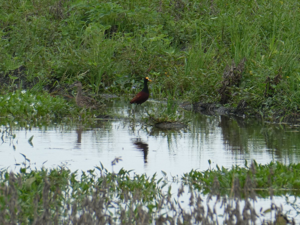 Northern Jacana - ML645653040