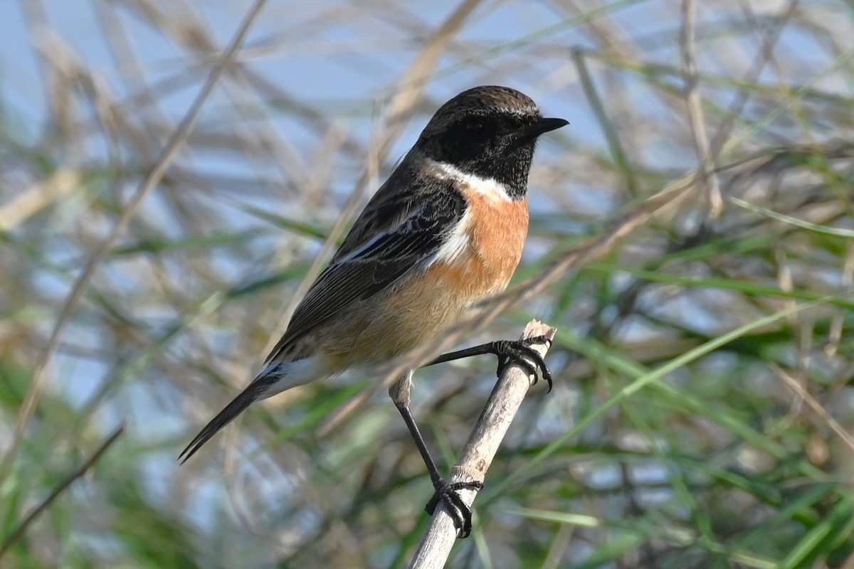 European Stonechat - ML645653050
