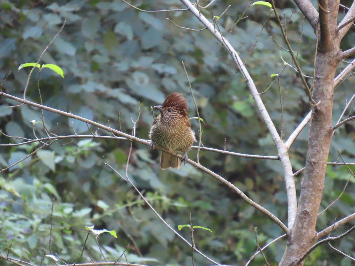 Striated Laughingthrush - ML645653053