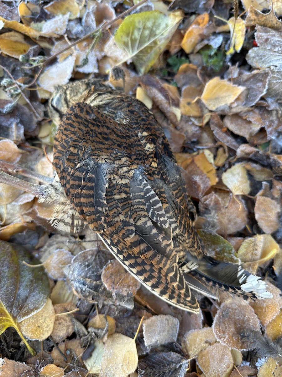 Eurasian Woodcock - ML645653056