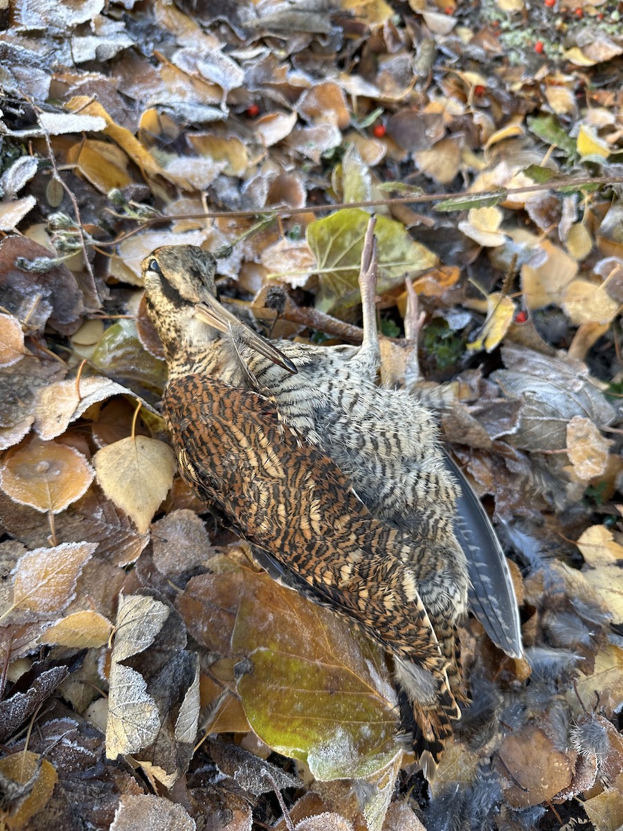 Eurasian Woodcock - ML645653057