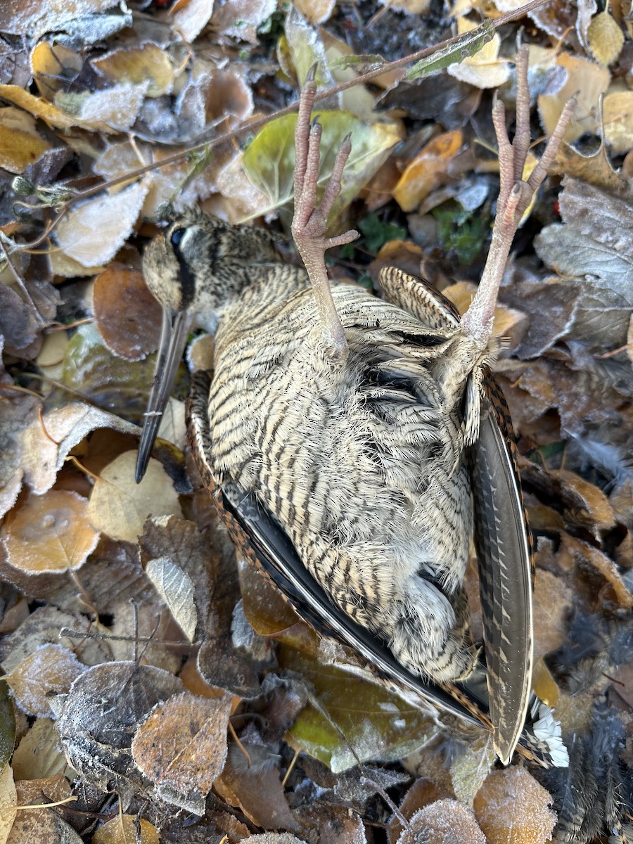 Eurasian Woodcock - ML645653058