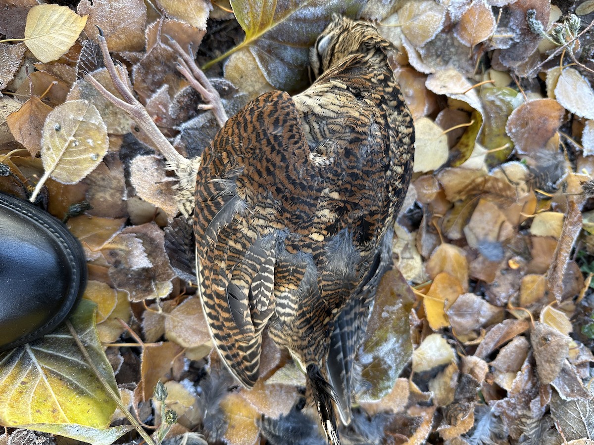 Eurasian Woodcock - ML645653059