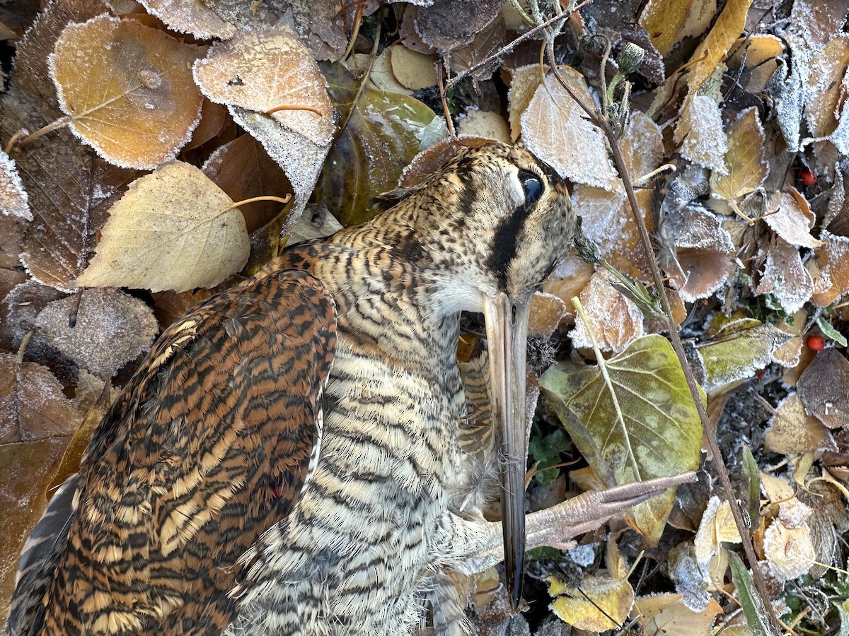 Eurasian Woodcock - ML645653060