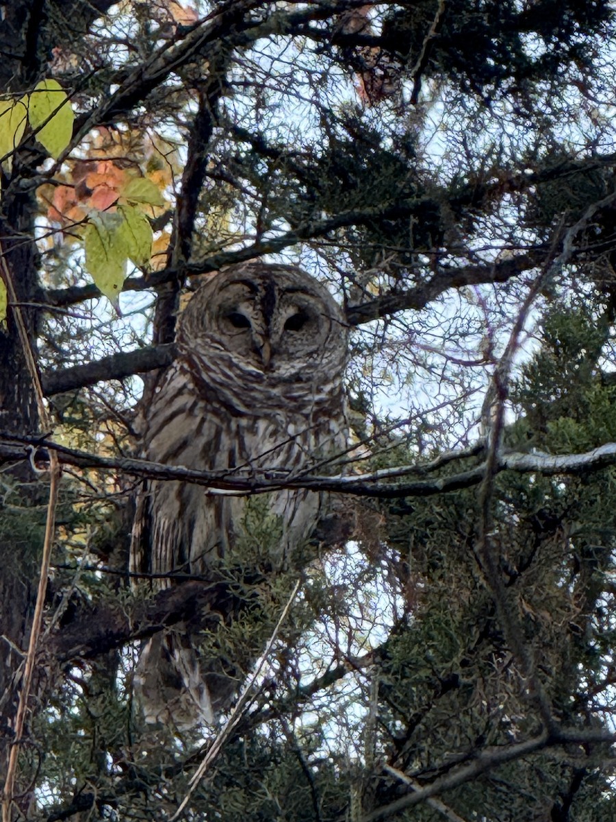 Barred Owl - ML645653064