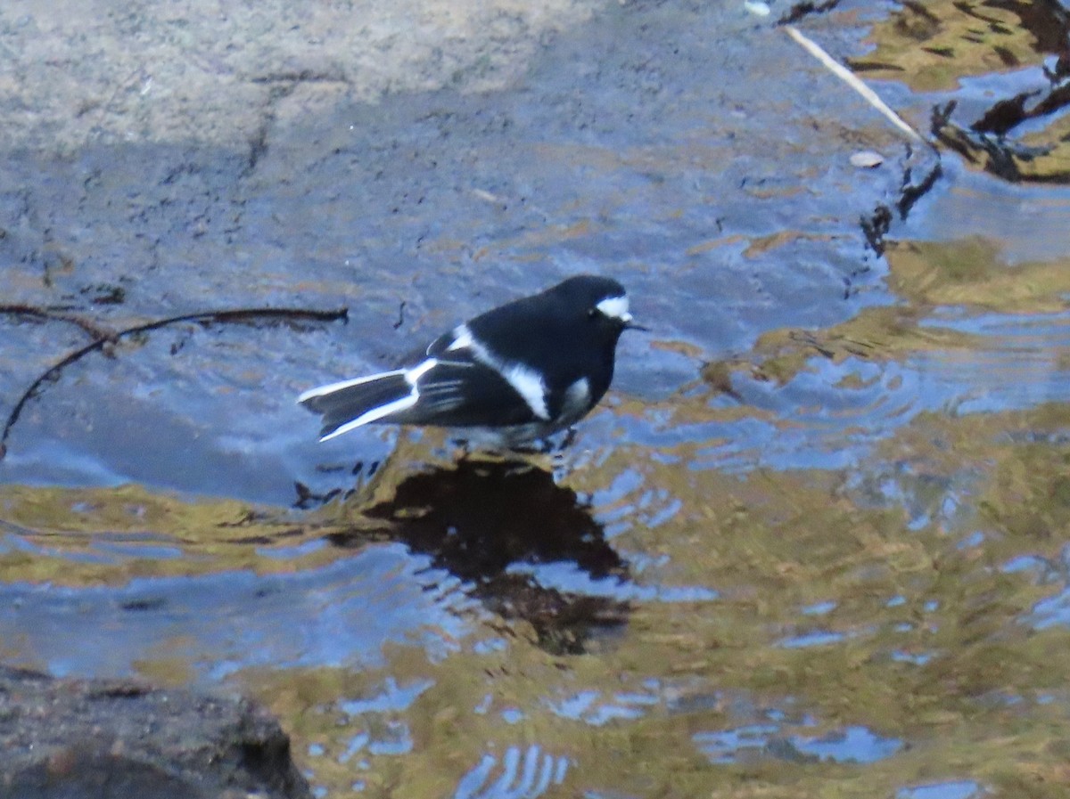 Little Forktail - ML645653065