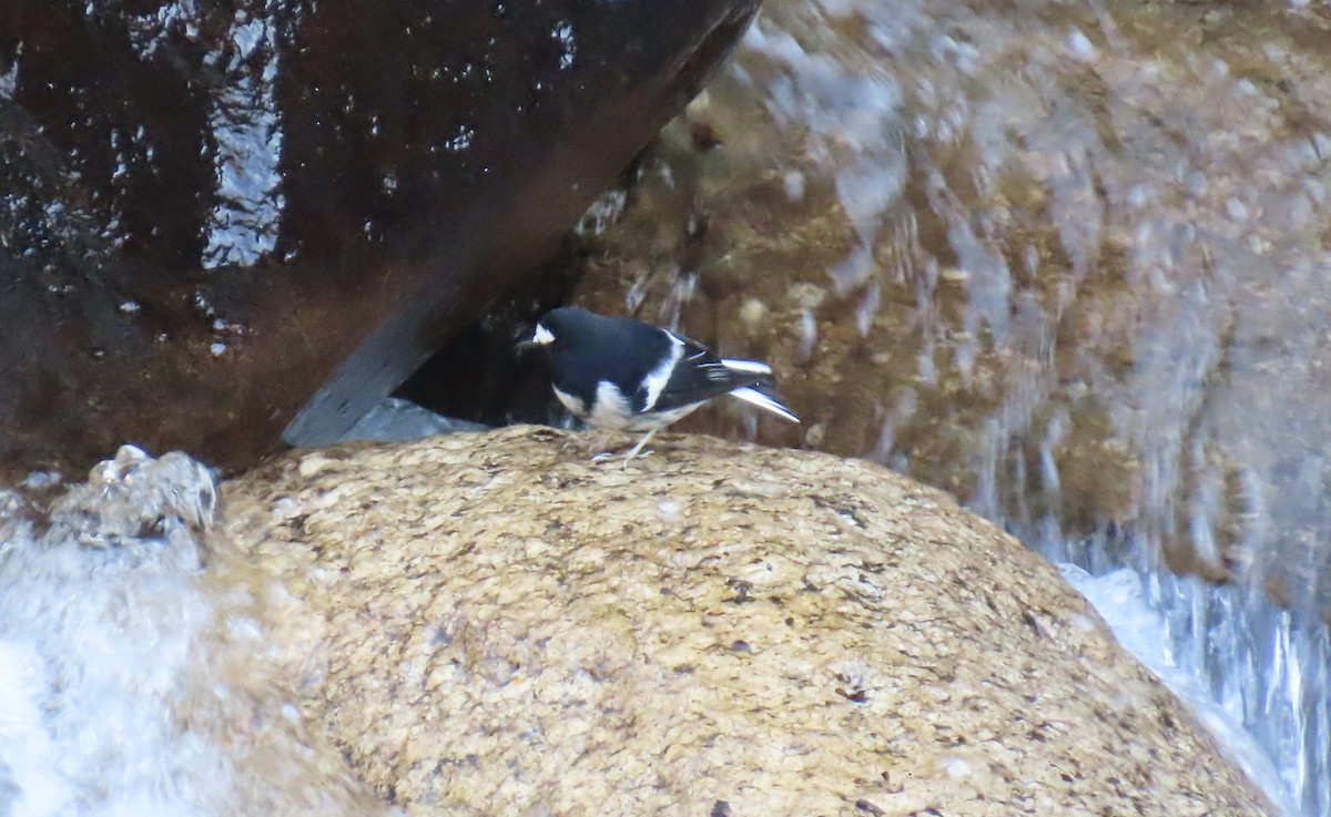 Little Forktail - ML645653066