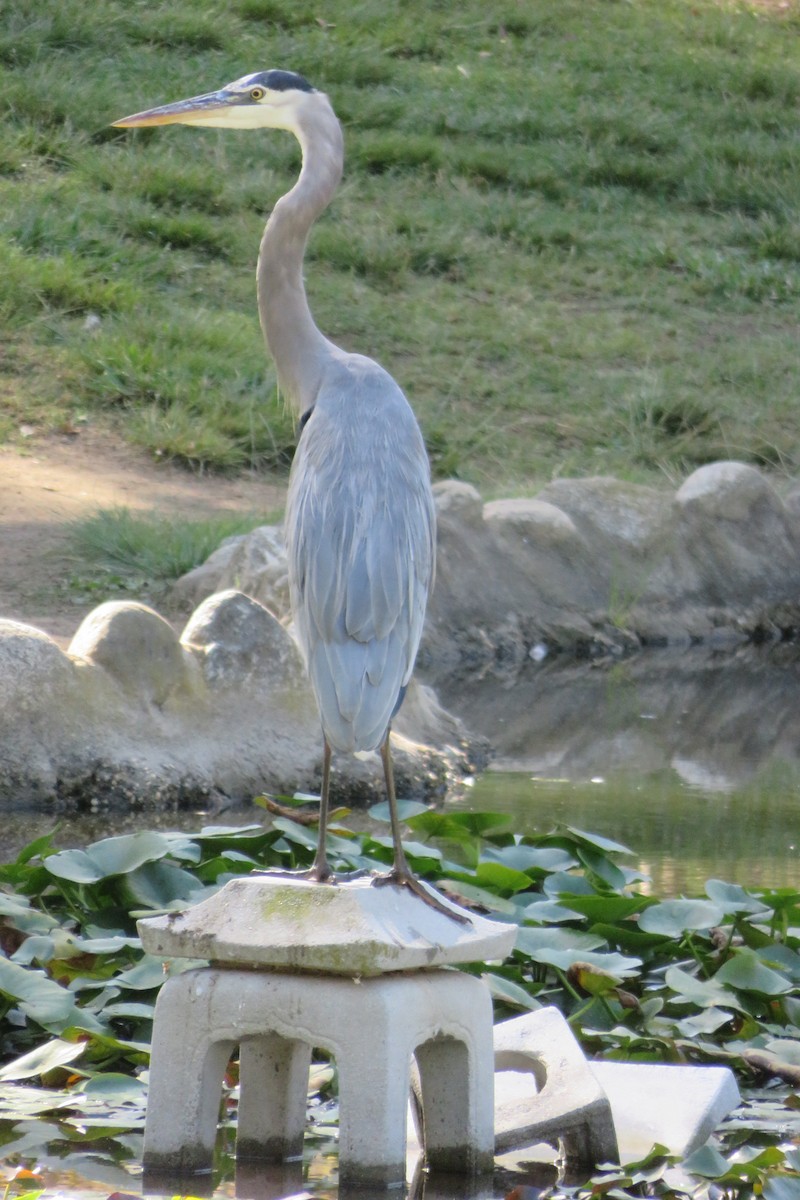 Great Blue Heron - ML645653079