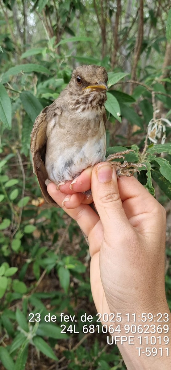 Fahlbrustdrossel - ML645653081