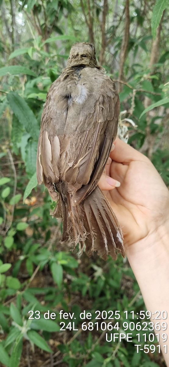 Fahlbrustdrossel - ML645653082