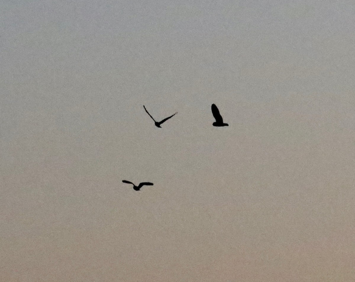 Short-eared Owl - ML645653087