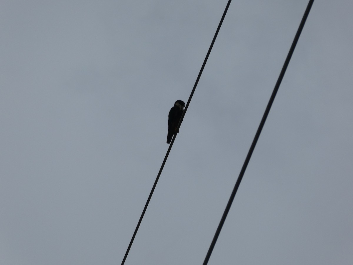 Bat Falcon - ML645653090