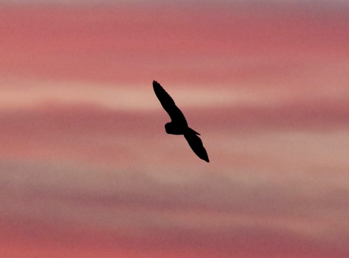 Short-eared Owl - ML645653092