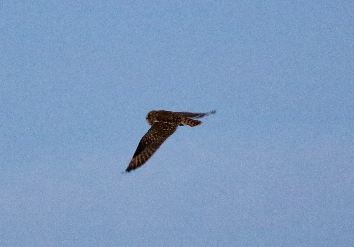Short-eared Owl - ML645653094
