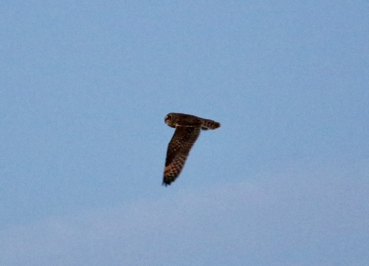 Short-eared Owl - ML645653095
