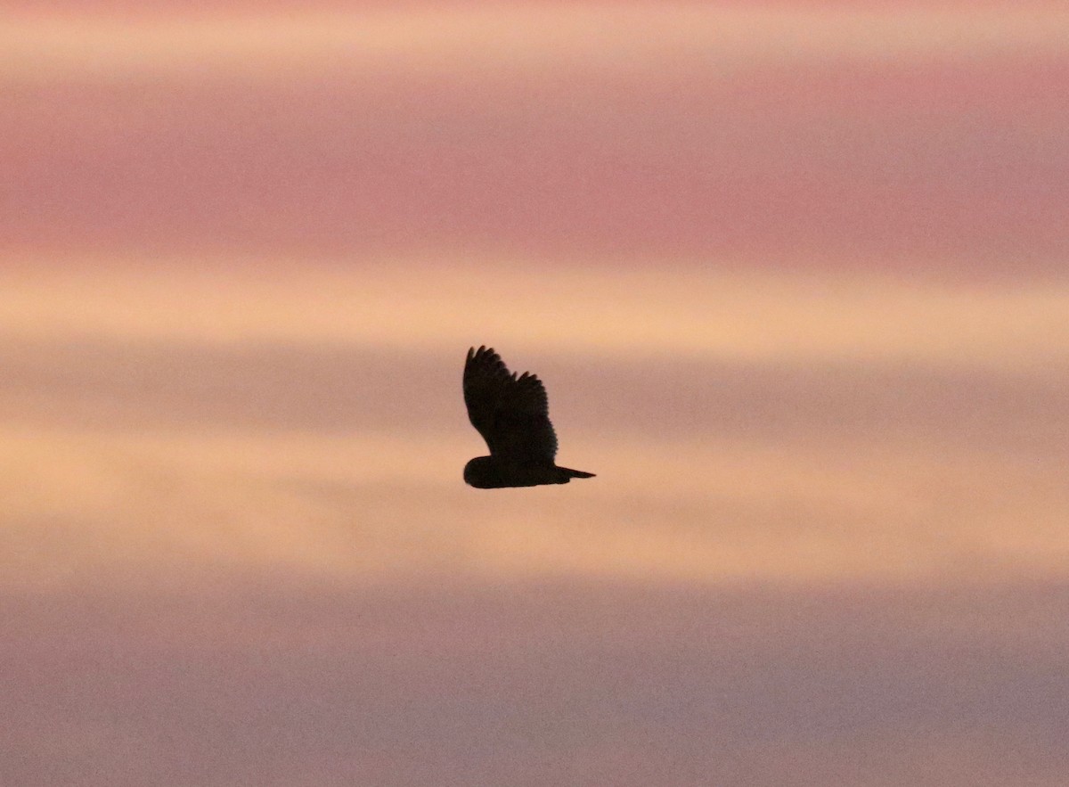 Short-eared Owl - ML645653098